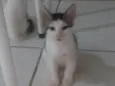 Gatinho filhotes
