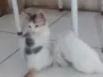 Gatinho filhotes 