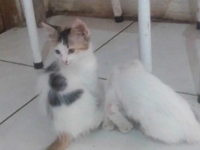 Gato ra a  idade 2 a 6 meses nome Gatinho filhotes 
