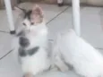Gatinho filhotes 