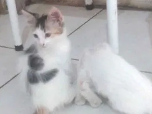 Gato raça  idade 2 a 6 meses nome Gatinho filhotes 