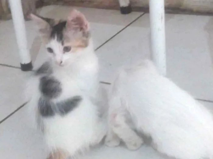 Gato ra a  idade 2 a 6 meses nome Gatinho filhotes 
