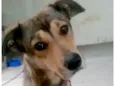 Cachorro raça  idade 1 ano nome Kira