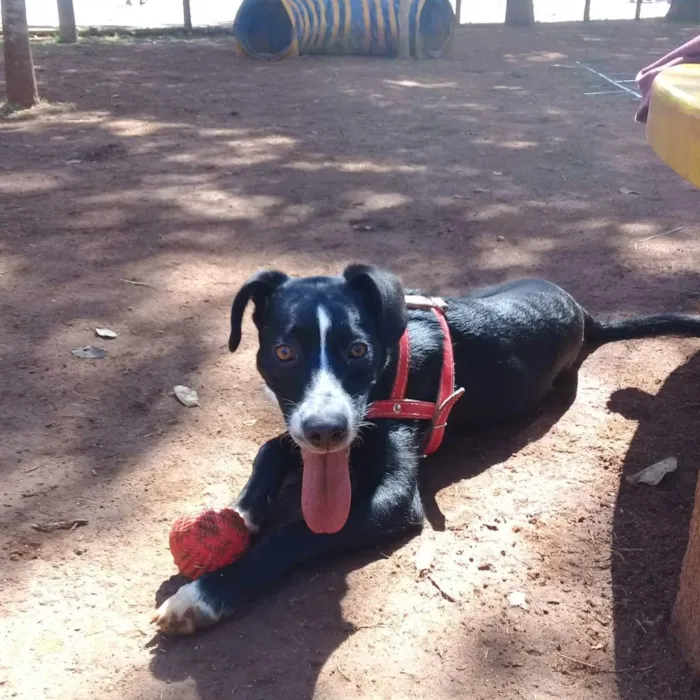 Cachorro ra a Vira Lata idade 7 a 11 meses nome Fofucho