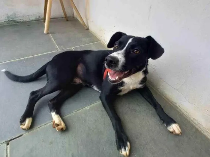 Cachorro ra a Vira Lata idade 7 a 11 meses nome Fofucho