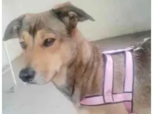 Cachorro raça  idade 1 ano nome Kira