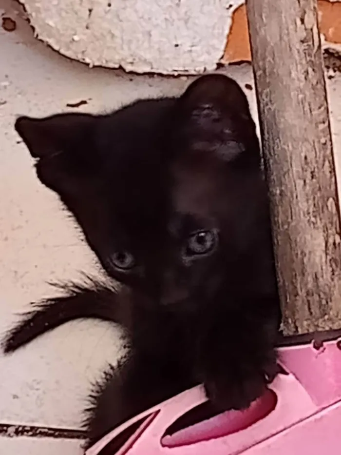 Gato ra a sem raça definida idade 2 a 6 meses nome Black