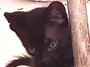 Gato raça sem raça definida idade 2 a 6 meses nome Black