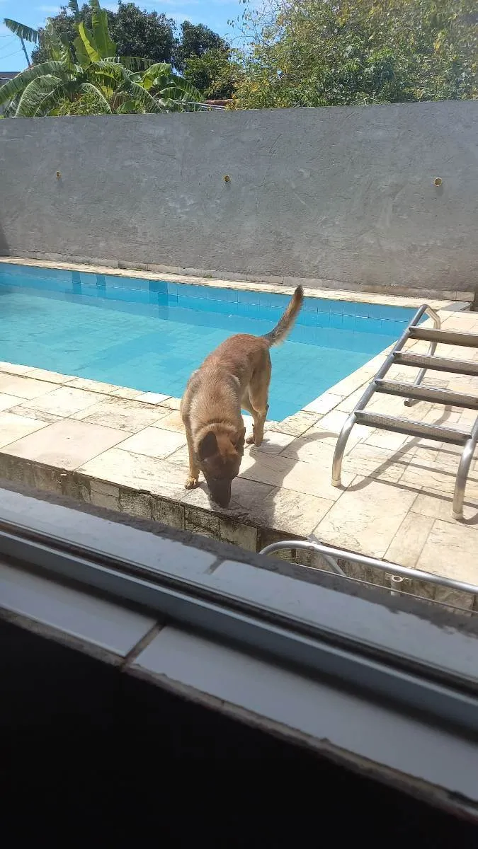 Cachorro raça Pastor Belga Mallinois  idade 2 a 6 meses nome Stark