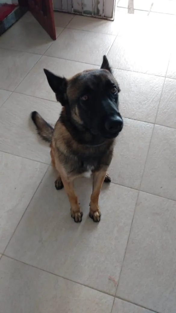 Cachorro raça Pastor Belga Mallinois  idade 2 a 6 meses nome Stark