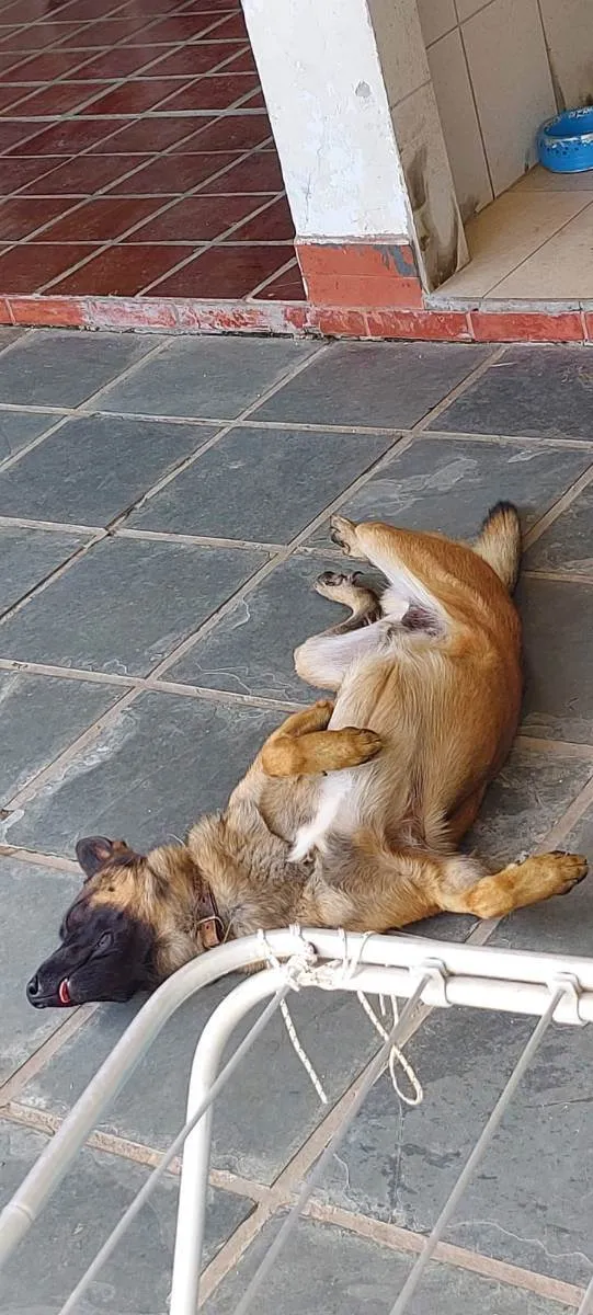 Cachorro raça Pastor Belga Mallinois  idade 2 a 6 meses nome Stark