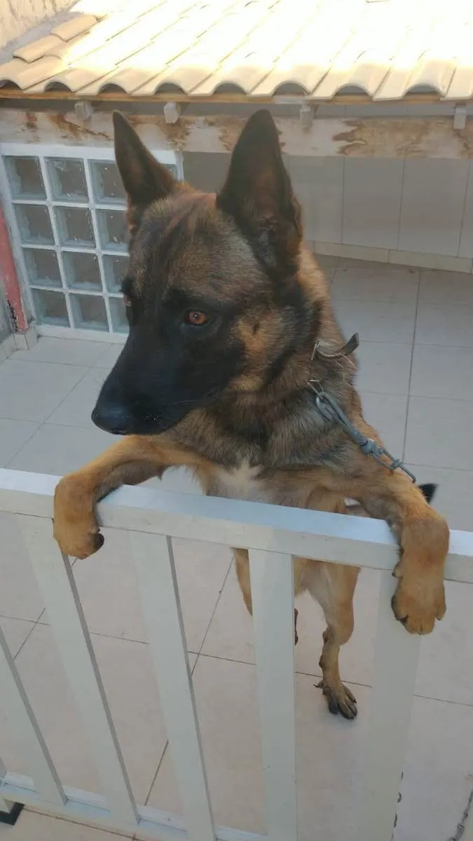 Cachorro raça Pastor Belga Mallinois  idade 2 a 6 meses nome Stark