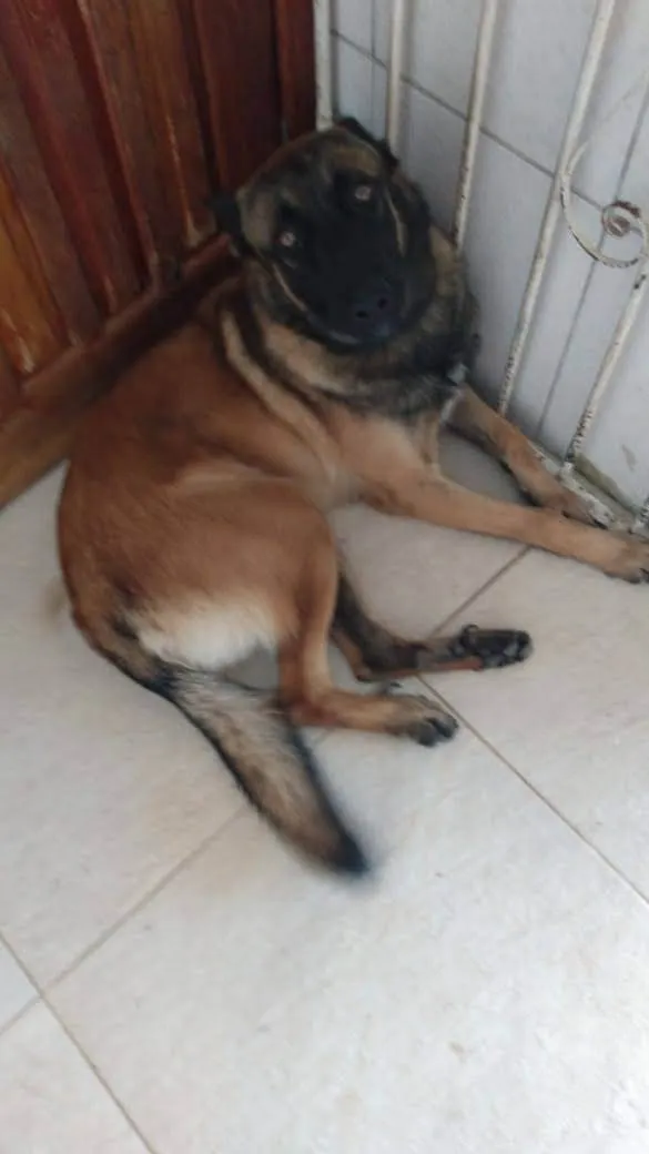 Cachorro raça Pastor Belga Mallinois  idade 2 a 6 meses nome Stark