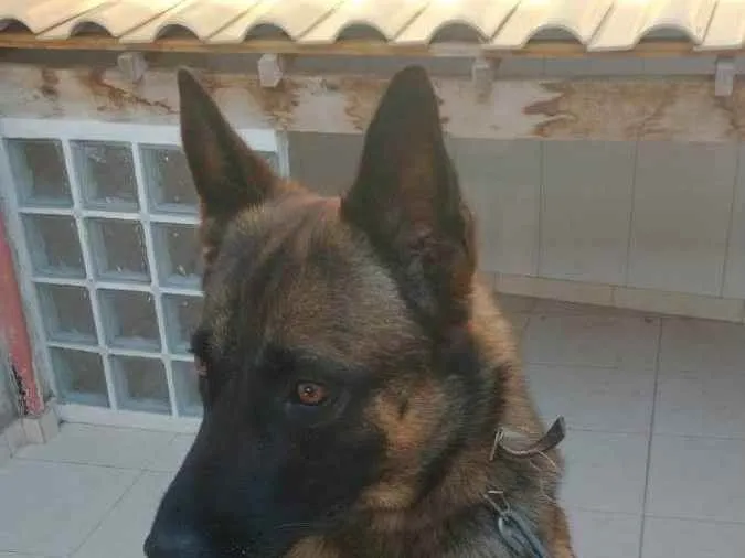 Cachorro raça Pastor Belga Mallinois  idade 2 a 6 meses nome Stark