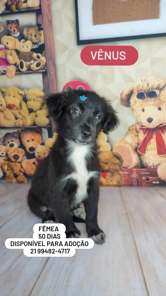 Cachorro ra a Srd idade Abaixo de 2 meses nome Filhotes 50 dias