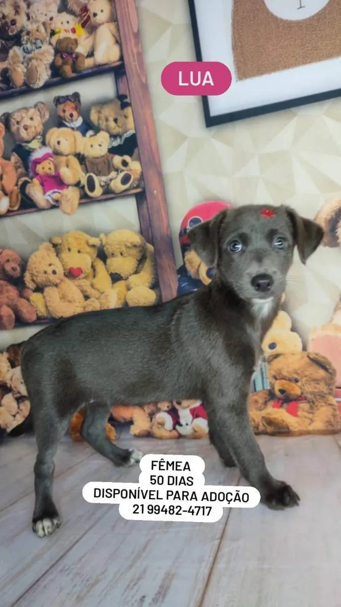 Cachorro ra a Srd idade Abaixo de 2 meses nome Filhotes 50 dias