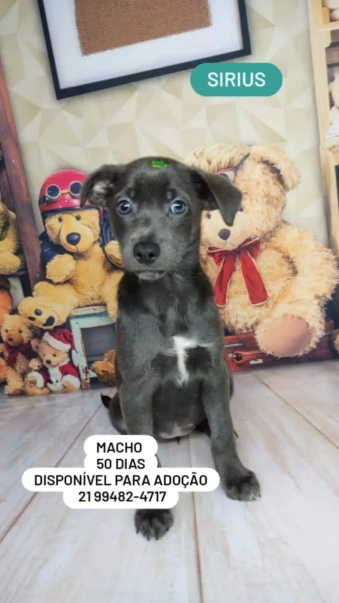 Cachorro ra a Srd idade Abaixo de 2 meses nome Filhotes 50 dias