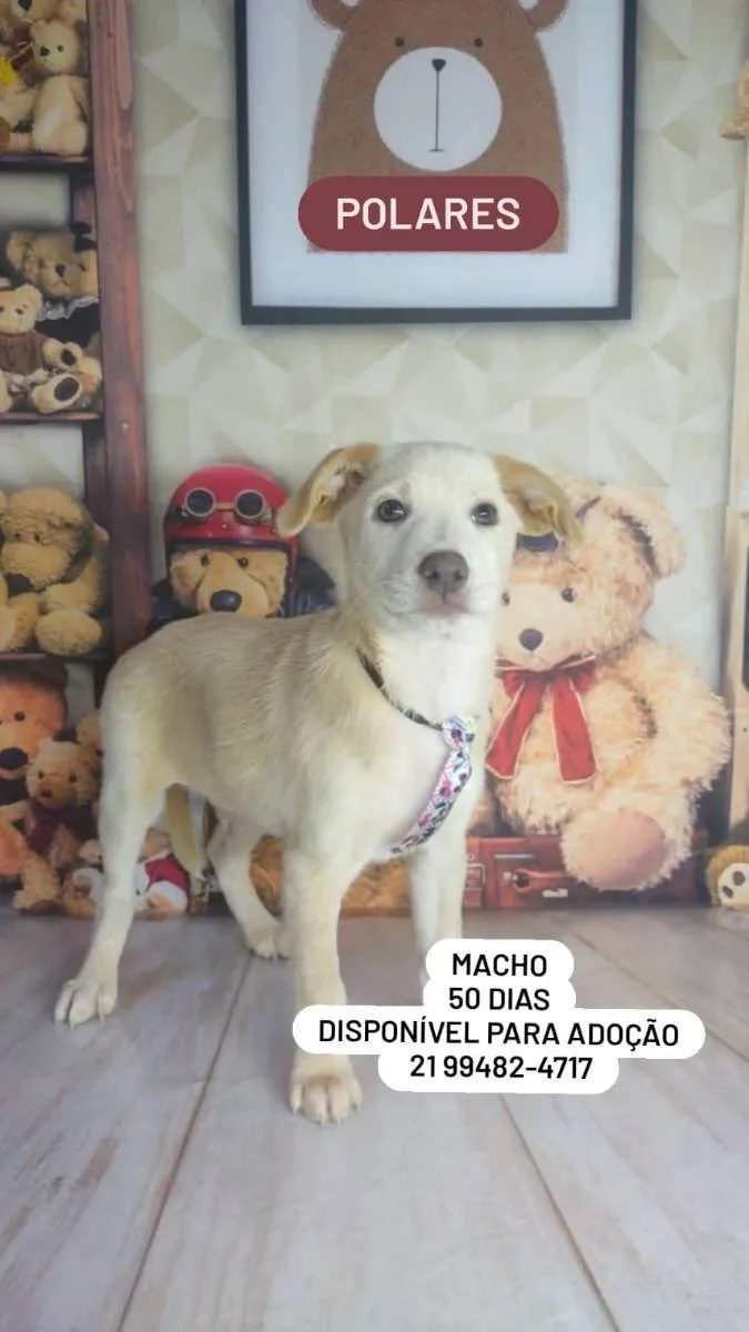 Cachorro ra a Srd idade Abaixo de 2 meses nome Filhotes 50 dias