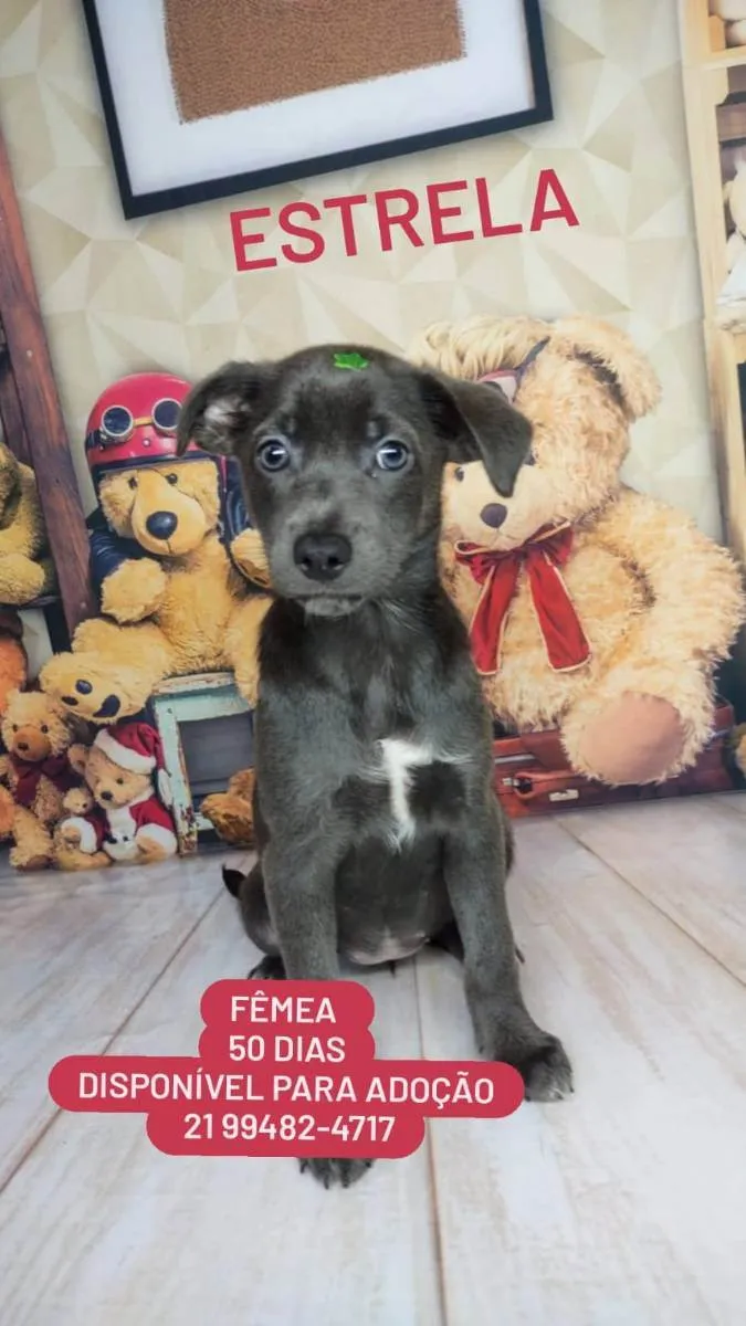 Cachorro ra a Srd idade Abaixo de 2 meses nome Filhotes 50 dias