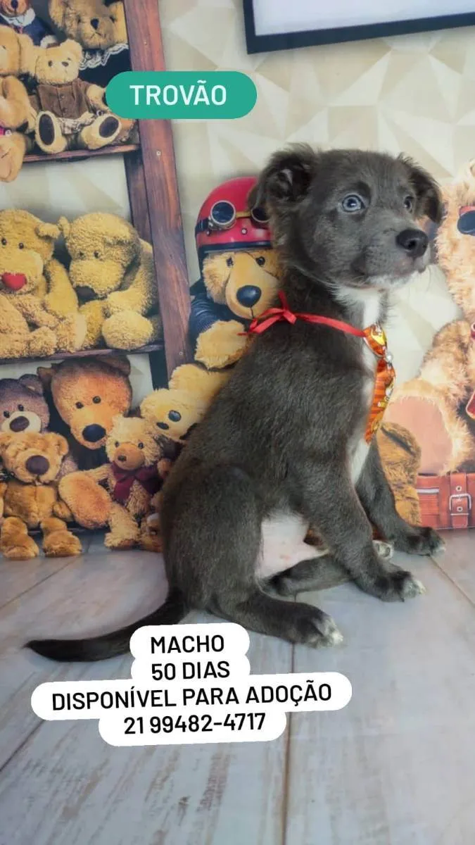 Cachorro ra a Srd idade Abaixo de 2 meses nome Filhotes 50 dias