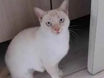 Gato raça Srd idade 7 a 11 meses nome Marie