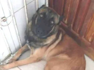 Cachorro raça Pastor Belga Mallinois  idade 2 a 6 meses nome Stark