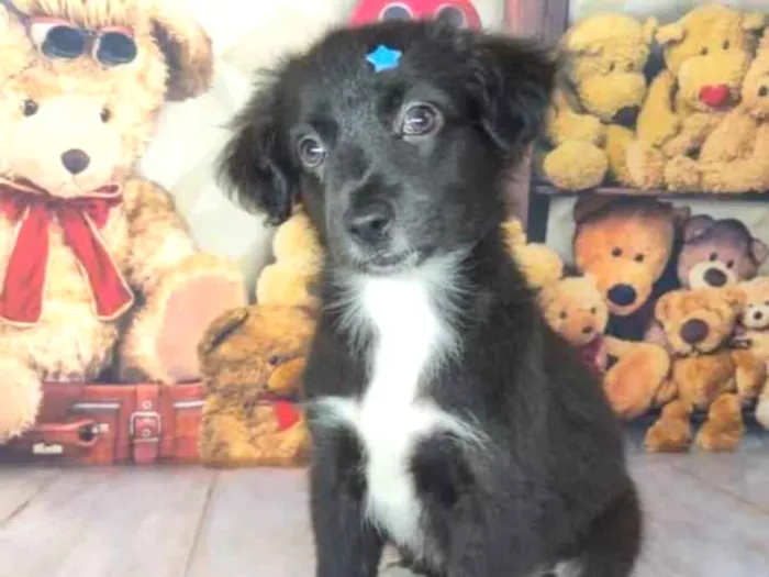 Cachorro ra a Srd idade Abaixo de 2 meses nome Filhotes 50 dias