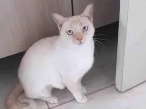 Gato raça Srd idade 7 a 11 meses nome Marie