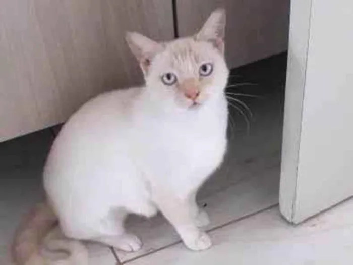 Gato raça Srd idade 7 a 11 meses nome Marie