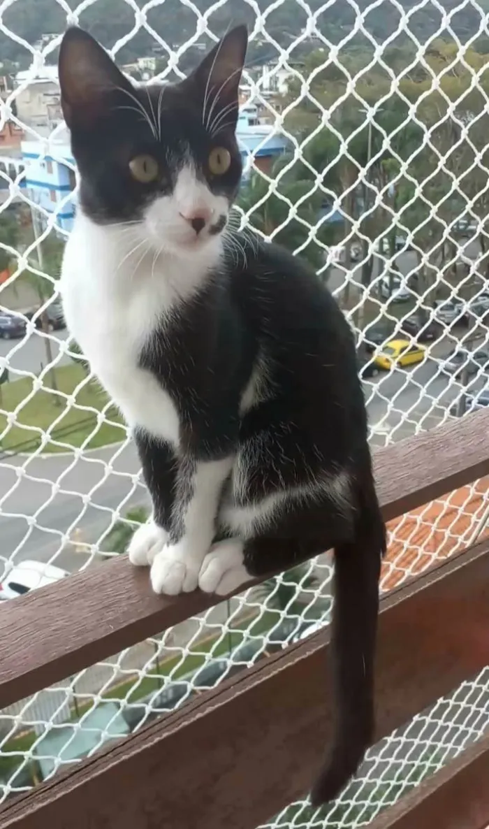 Gato ra a Srd idade 7 a 11 meses nome Levi