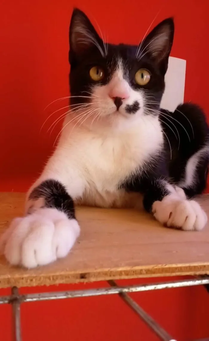Gato ra a Srd idade 7 a 11 meses nome Levi