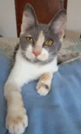 Sophia