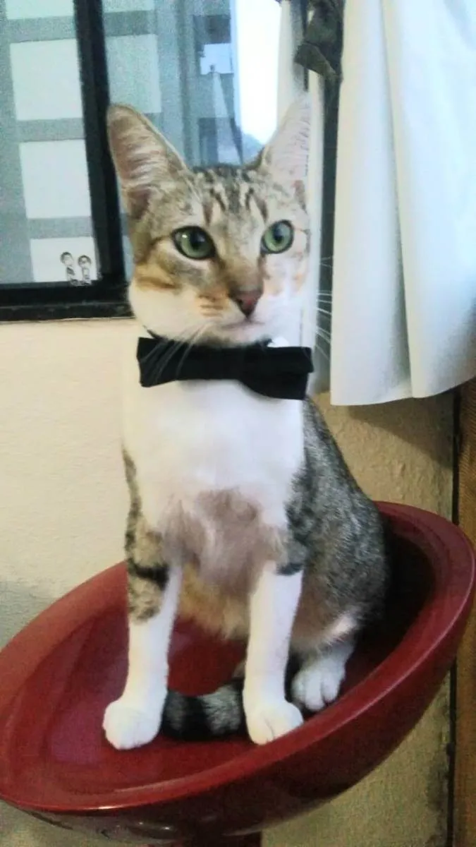 Gato ra a Srd idade 1 ano nome Pedrinho