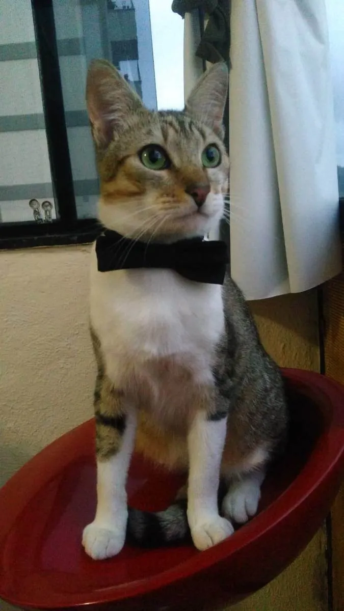 Gato ra a Srd idade 1 ano nome Pedrinho