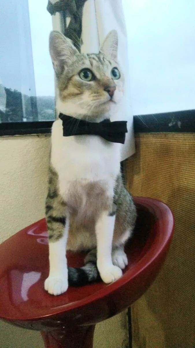 Gato ra a Srd idade 1 ano nome Pedrinho