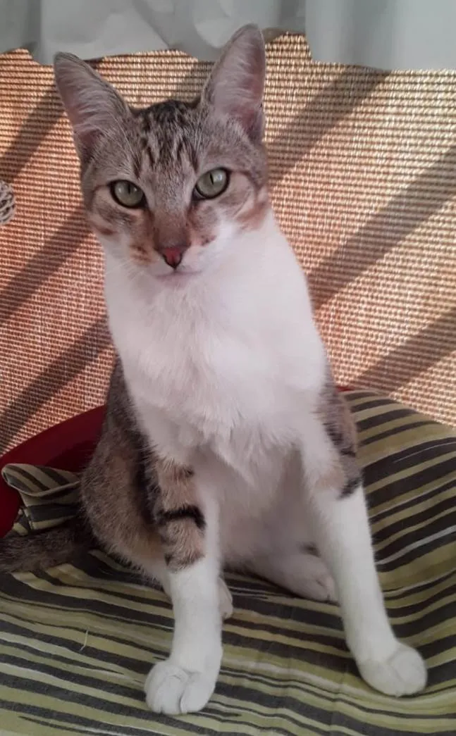 Gato ra a Srd idade 1 ano nome Pedrinho