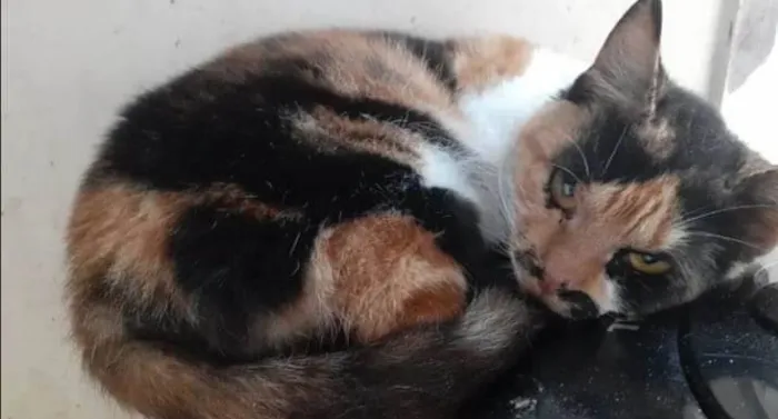 Gato ra a Srd idade 7 a 11 meses nome Linda