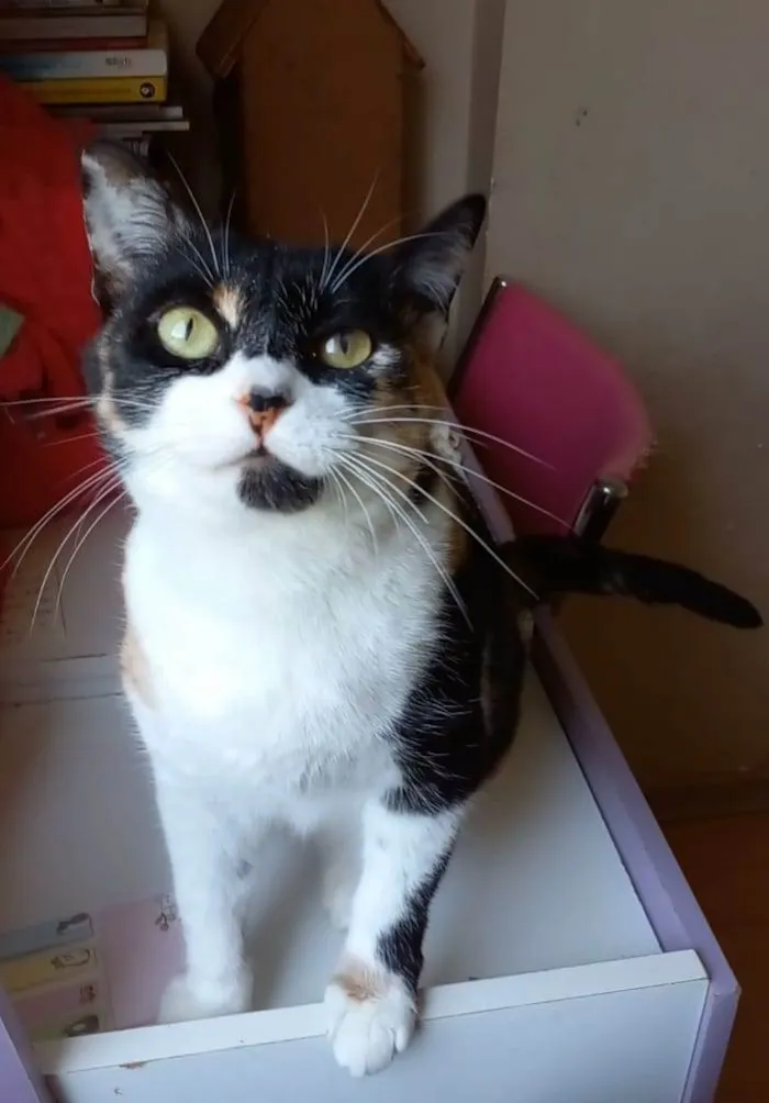 Gato raça Srd idade 1 ano nome Sara