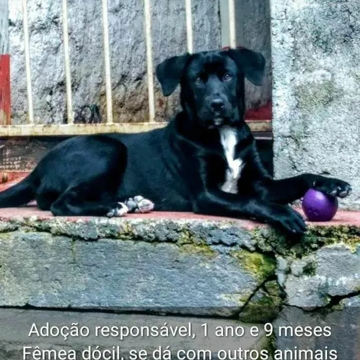 Cachorro ra a Labradora/viralata idade  nome Ayla