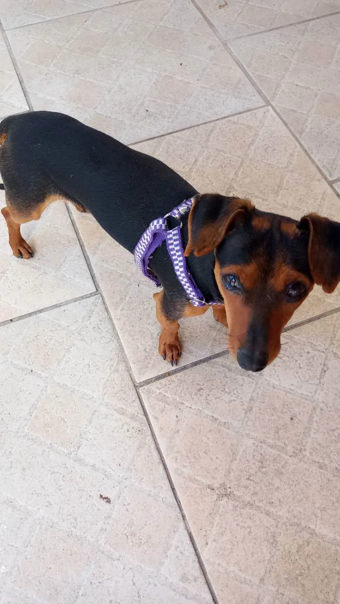 Cachorro ra a Pincher com liguicinha idade 2 anos nome Gigante
