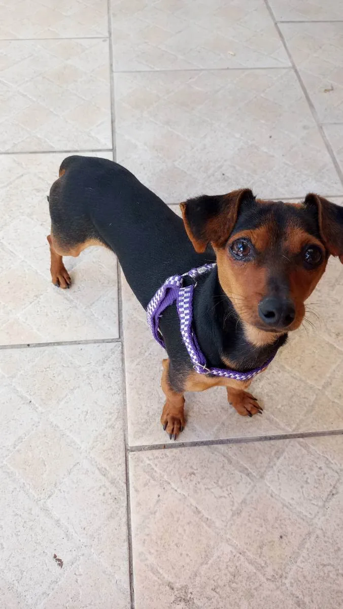 Cachorro ra a Pincher com liguicinha idade 2 anos nome Gigante