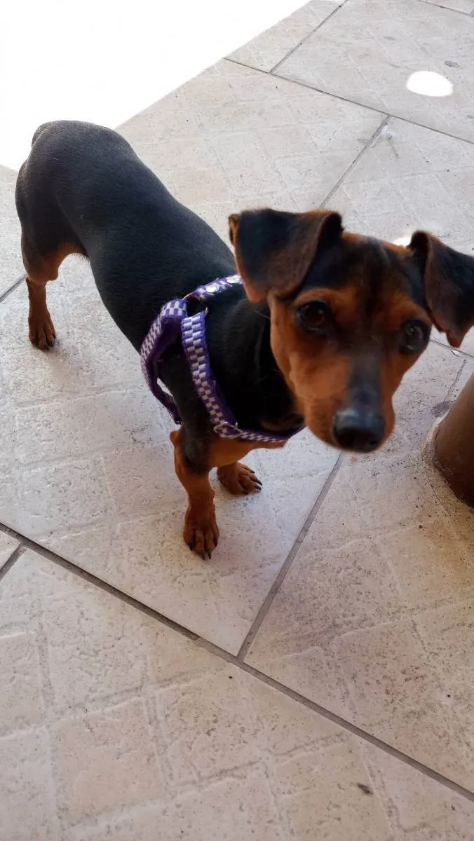 Cachorro ra a Pincher com liguicinha idade 2 anos nome Gigante