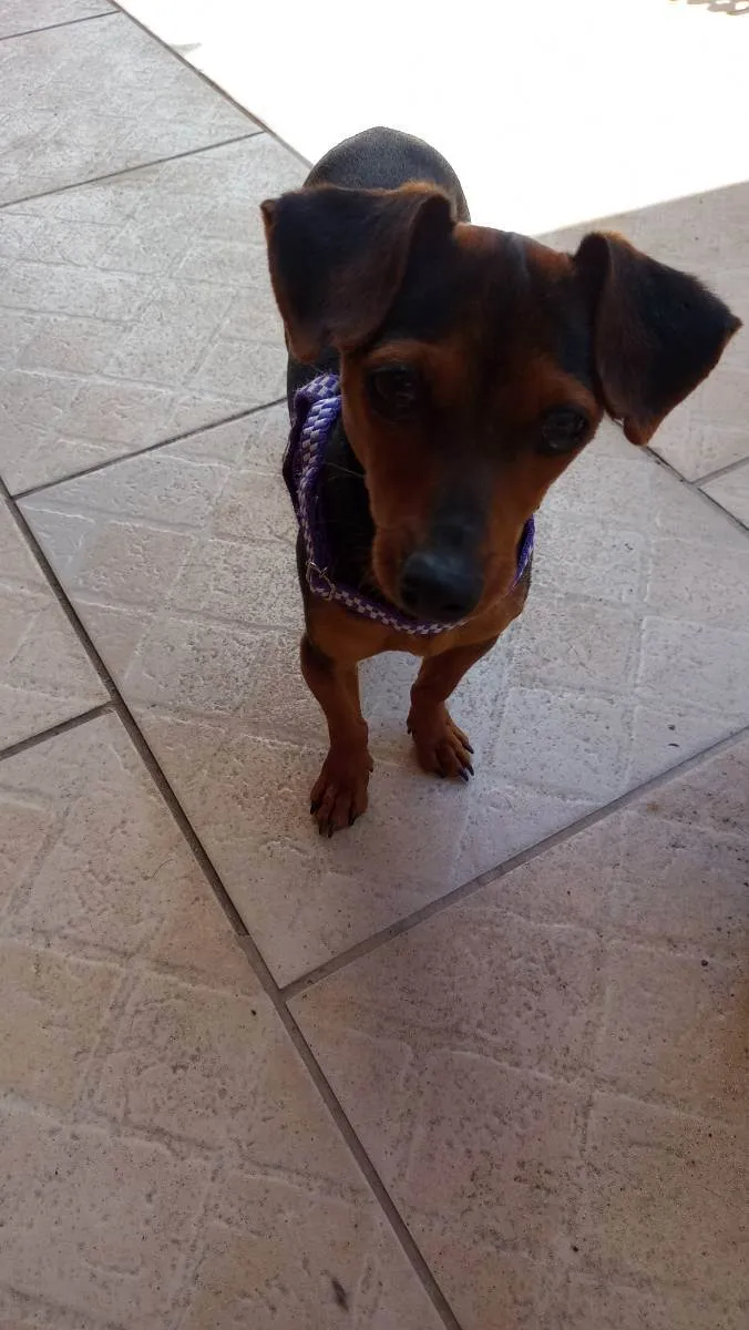 Cachorro ra a Pincher com liguicinha idade 2 anos nome Gigante