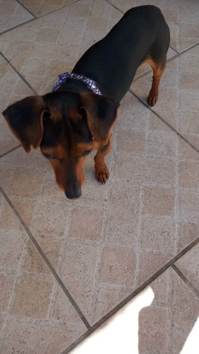 Cachorro ra a Pincher com liguicinha idade 2 anos nome Gigante