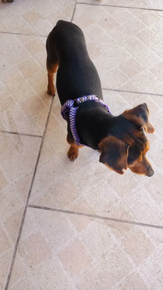 Cachorro ra a Pincher com liguicinha idade 2 anos nome Gigante