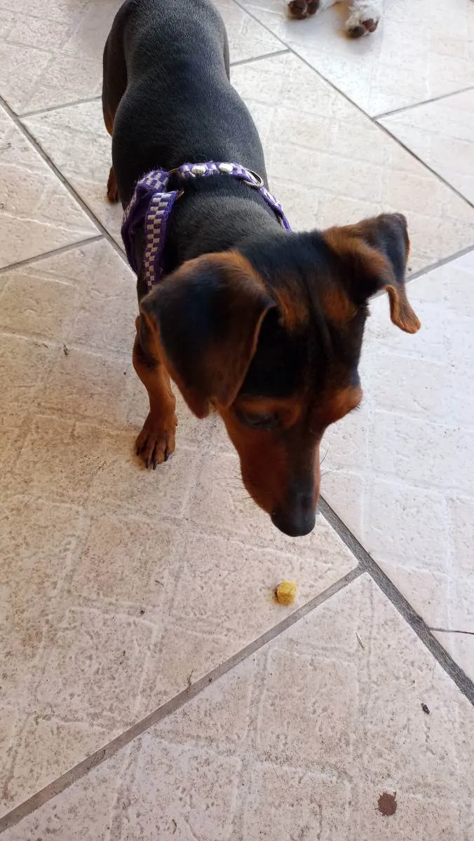 Cachorro ra a Pincher com liguicinha idade 2 anos nome Gigante