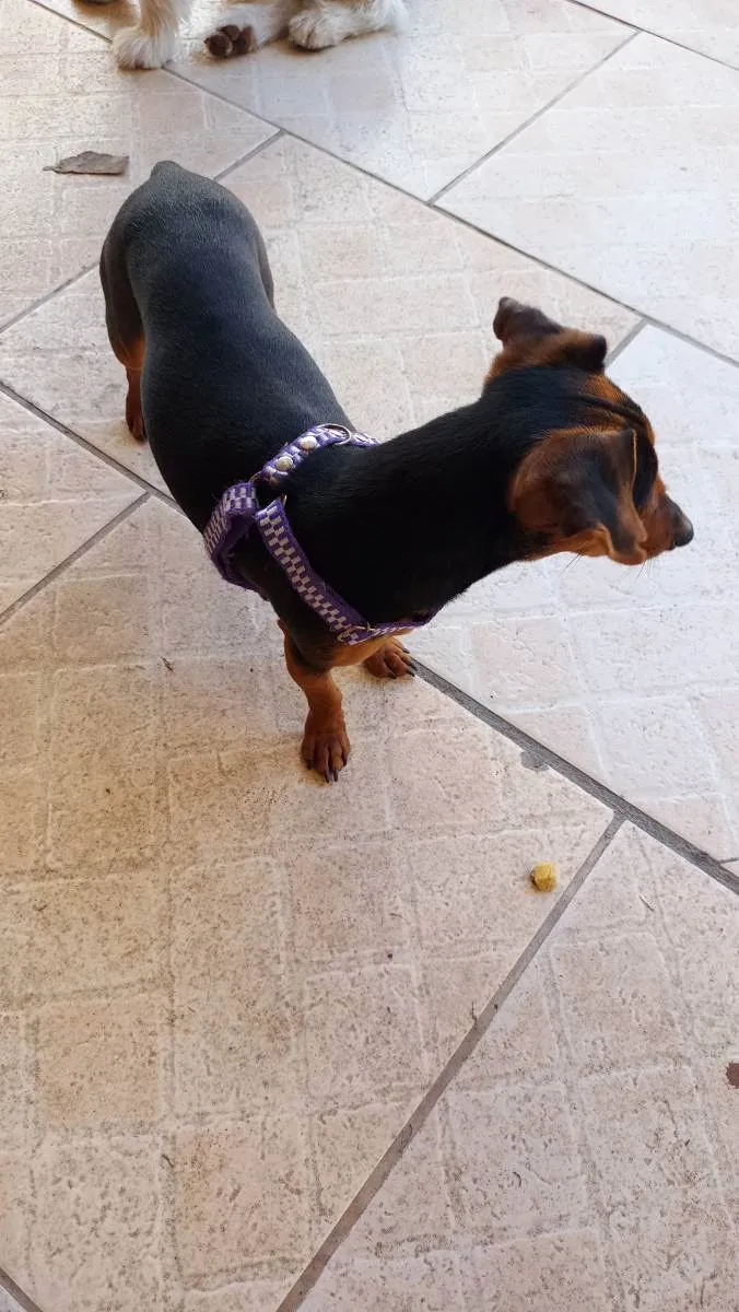 Cachorro ra a Pincher com liguicinha idade 2 anos nome Gigante