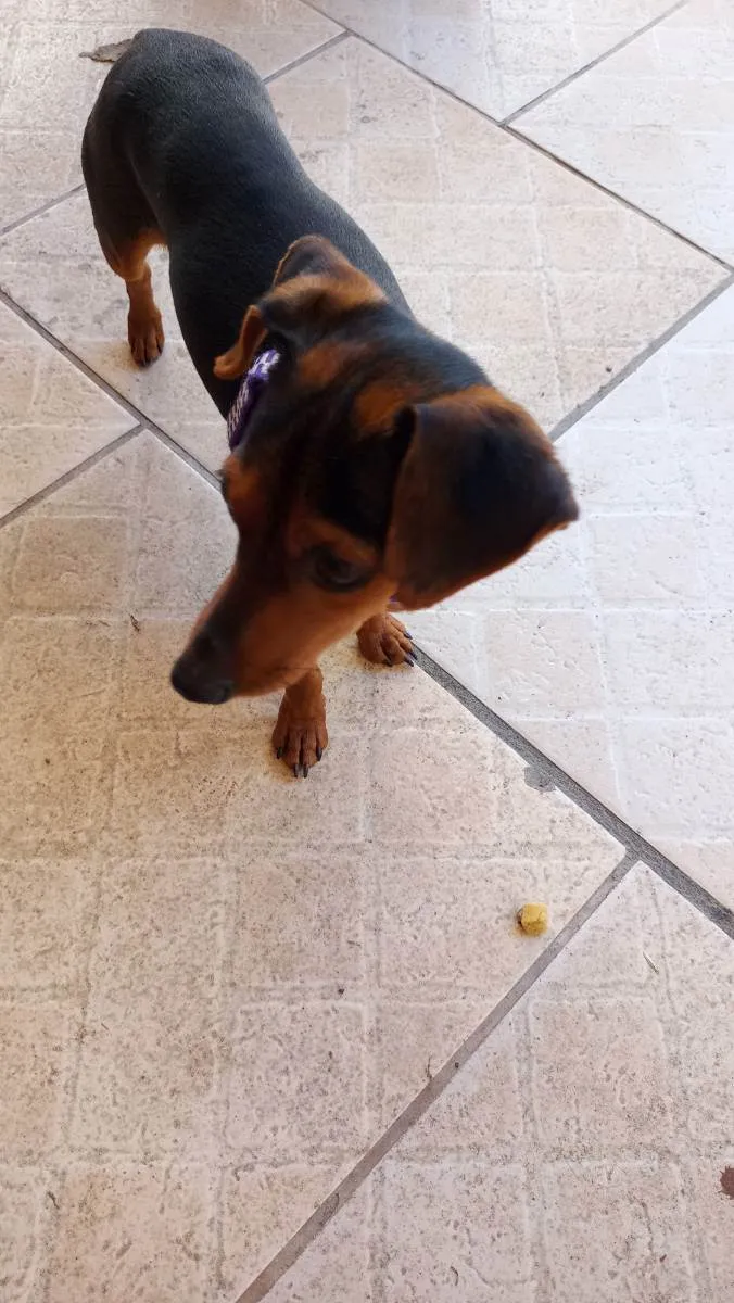 Cachorro ra a Pincher com liguicinha idade 2 anos nome Gigante