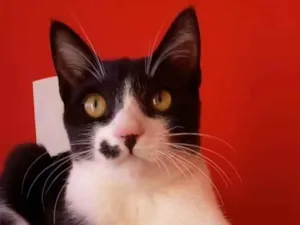 Gato raça Srd idade 7 a 11 meses nome Levi