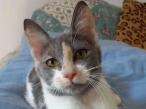 Gato raça Srd idade 2 a 6 meses nome Sophia